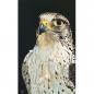 Preview: Peregrine Saker falcon original acrylic painting